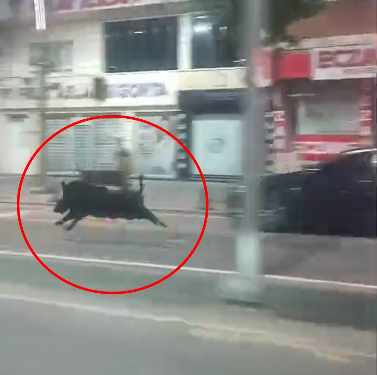 Batman'da yaban domuzu kabusu: Yaya geçidinde saldırdı-2