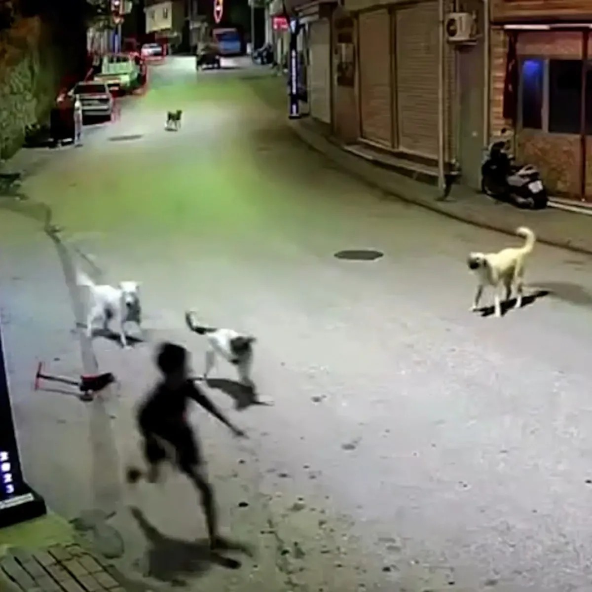 1784493802566.jpeg Sahipsiz köpekler 6 ay içinde barınaklara toplanacak: "Görevini yapmayan belediyelere acımak yok"-4