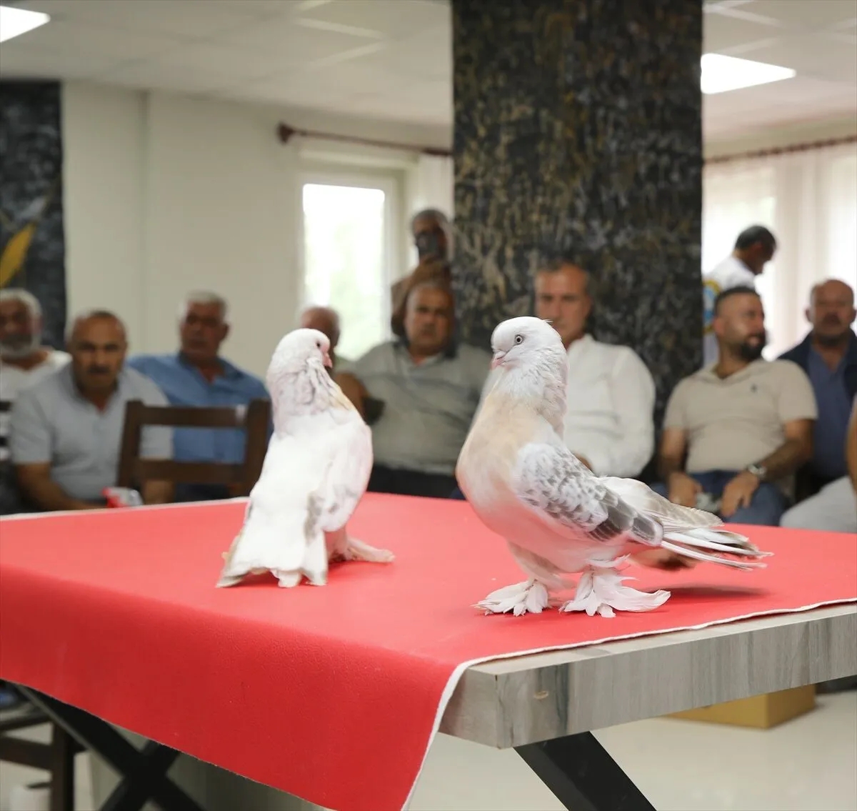 Erzurum’da 200 şebap güvercini sergilendi. (Haberin fotoğrafları AA'dan alınmıştır.)