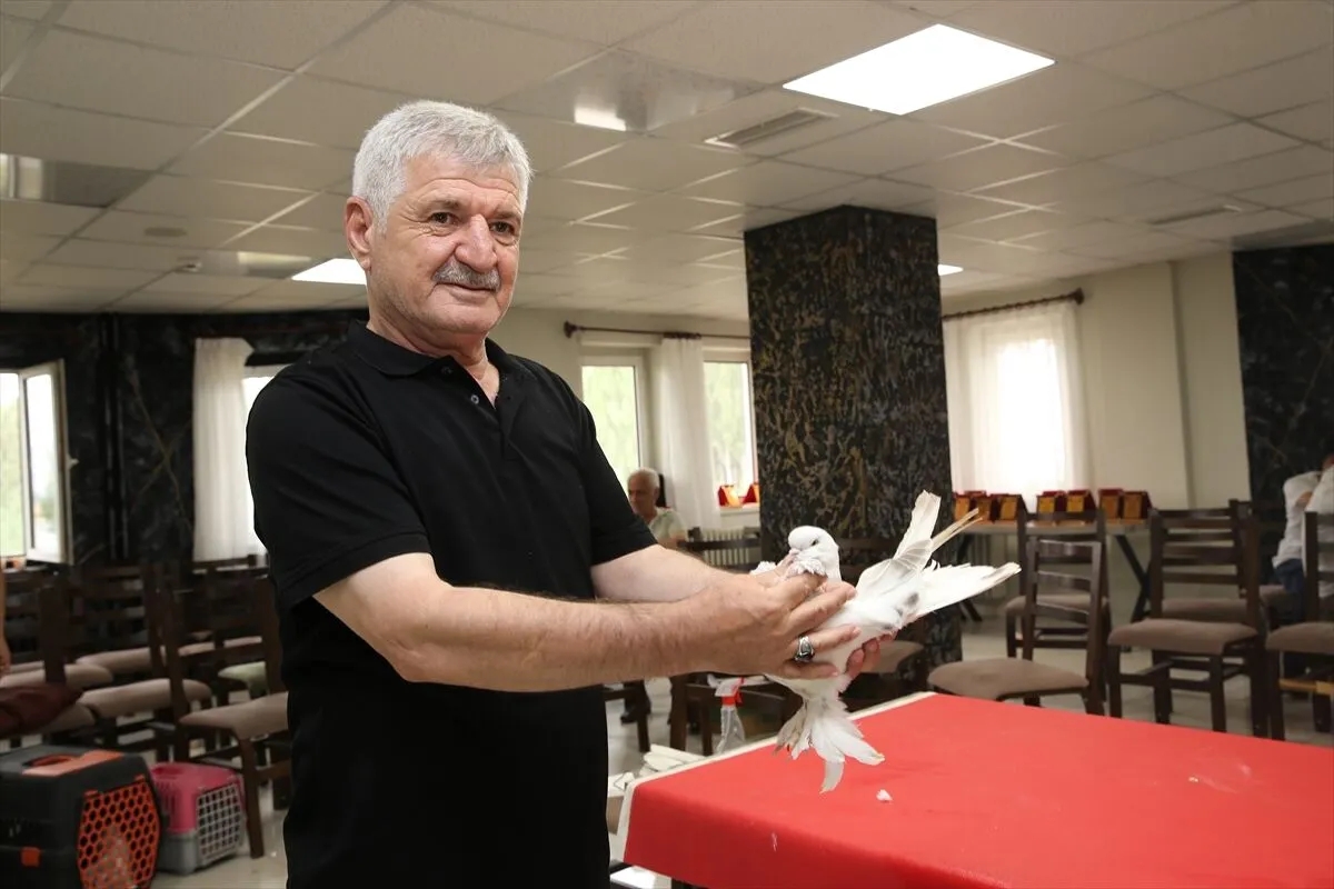 Güvercinler, renkleri ve özellikleriyle ilgi çekti.