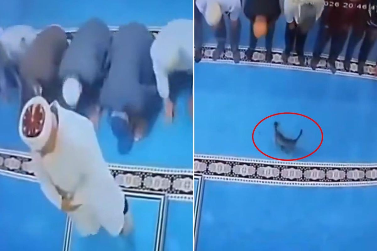 Erzurum'da namaz sırasında cemaatten bir kişi, ayağına dolanan kediye tekme attı (Haberin görselleri İHA'dan alındı)