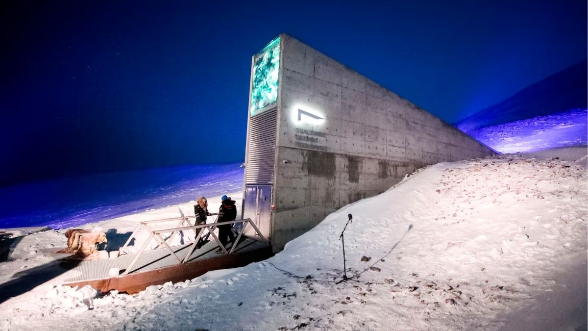 Svalbard Küresel Tohum Deposu, dünyanın farklı bölgelerinden gönderilen tohumların yedek kopyalarını saklayarak bitki çeşitliliğinin korunmasına katkı sağlıyor. (Foto: Reuters)