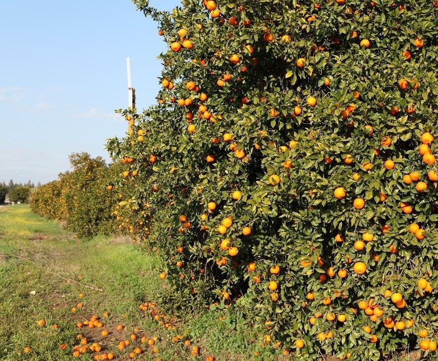 Mandalina tarlada 2 lira zincir markette 50 lira! Üretici fiyat politikasına tepkili-1