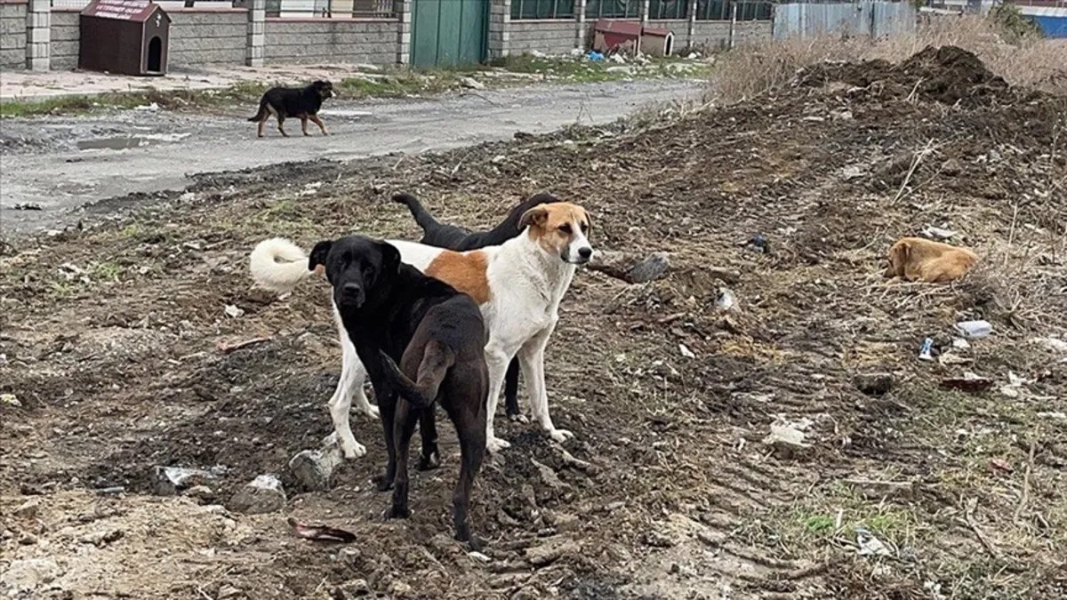 Çiftçi, sokak hayvanları sorununa da değindi. (Foto: Takvim Foto Arşivi)