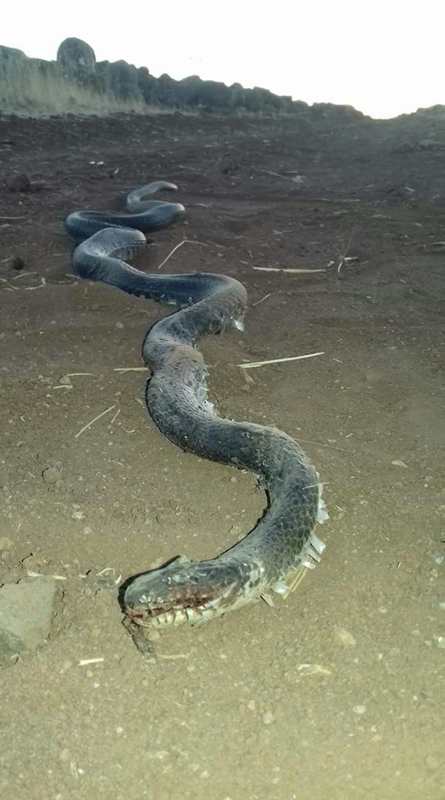 Diyarbakır’ın Bağlar ilçesi bağlı köyü yılanlar bastı!