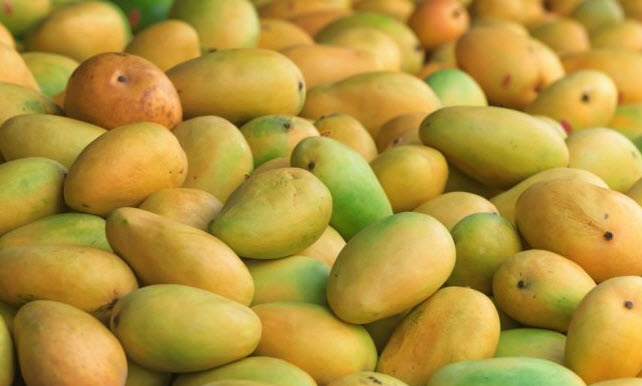 Erkekler için öyle bir faydası var ki! Mango nasıl yenir, nerede yetişir? Mango meyvesinin faydaları nelerdir?
