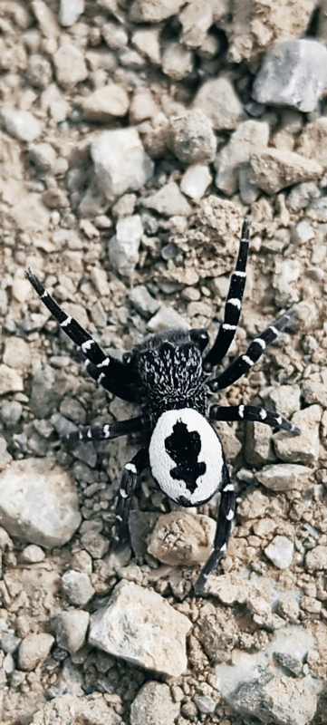 Daha önce hiçbir yerde görülmemiş olabilir! Tunceli’de hayrete düşüren örümcek