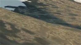 Hırsız penguen böyle yakalandı