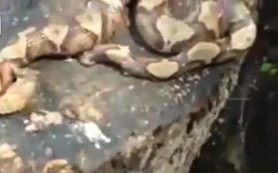 Yılanın kopuk başı kendi bedenini soktu