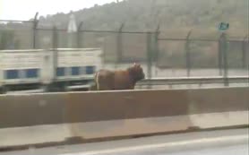 Kaçan boğa trafiği birbirine kattı