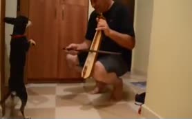 Kemençeye dayanamayan köpek