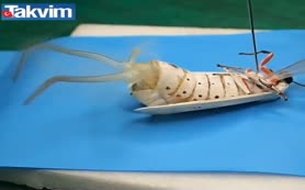 Böceğe bu yapılır mı!