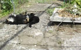 Köpekle güreşen kedi
