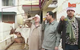 İnek sidiği içen Hindular