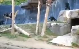 Maymunların taşlı sopalı kavgası