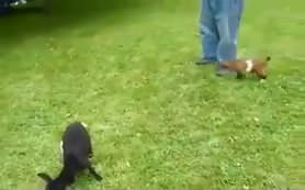 Bu keçi çok sevimli!