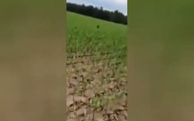 Ayının kafası kovaya sıkıştı