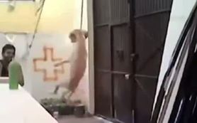 Küçük köpeğe akıl almaz işkence!
