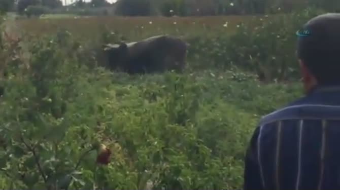 Kurbanlık danaya böyle işkence yaptılar