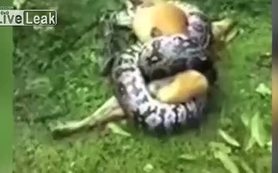 Piton yılanı köpeği yutmak üzereyken bıraktı