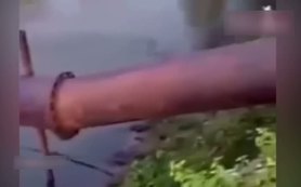 Timsahın saldırısına uğrayan sevimli köpek