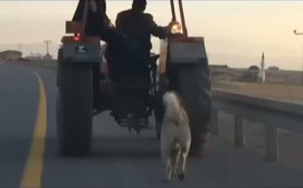 Köpeğini traktörün arkasına bağlayarak götürdü