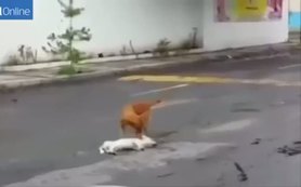 Dünyayı ağlatan köpek