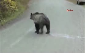 Meraklı ayının kamera şaşkınlığı!