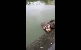 Böyle kaplumbağa daha önce görülmedi