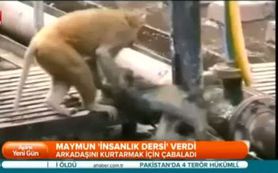 Maymundan raylarda kalp masajı