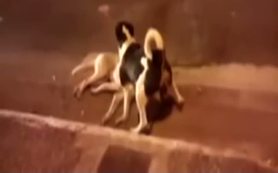İrlanda'da köpekten insanlık dersi