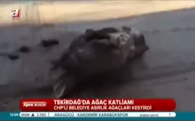 CHP Eskişehir ve Tekirdağ'da ağaç katliamı yaptı