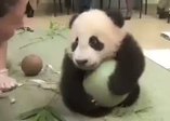 Bakıcılarıyla oyun oynayan minik panda