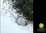Sevimli pandaların kar sevinci