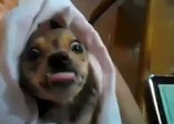 Köpek bebeğe özenirse!