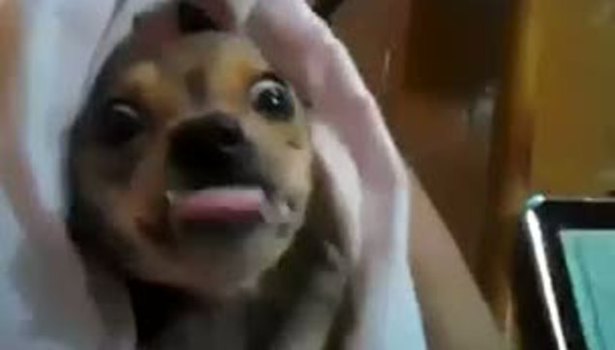 Köpek bebeğe özenirse!