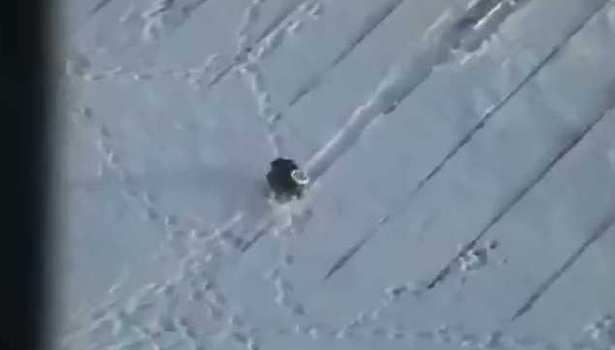 Çatıda snowboard yapan karga
