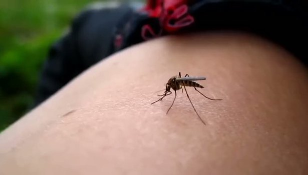 Sivrisinekler kanımızı nasıl emer?