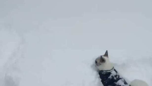 Köpeklerin kar sevinci
