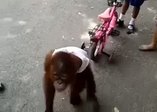 Sütünü bebekle paylaşmayan maymun