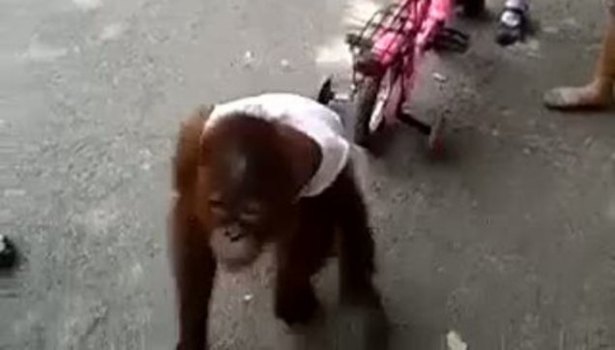 Sütünü bebekle paylaşmayan maymun