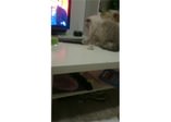 Sahibinde sinir katsayısı bırakmayan kedi