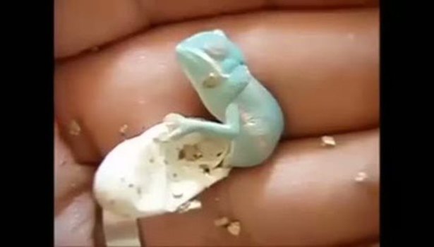 Dünyanın en güzel hali