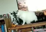 Yaramazlık yapacakken sahibi böyle tepki verince