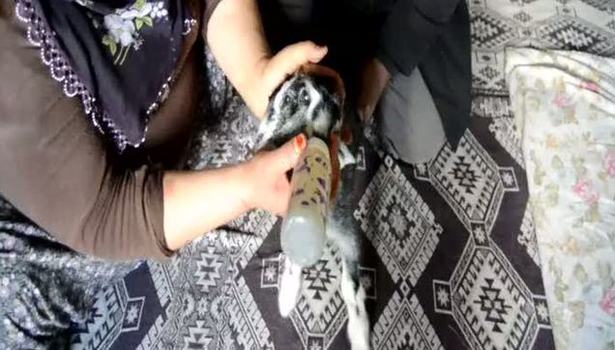 Adıyaman'da çift başlı oğlak doğdu