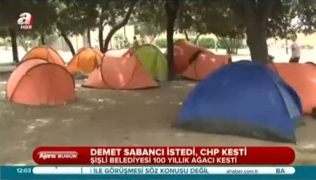 CHP'li belediye 100 yıllık çınar ağacını kesti
