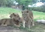 Aslan arabanın kapısını açtı