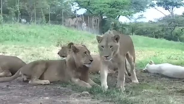 Aslan arabanın kapısını açtı