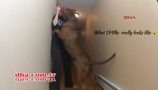 Dünyanın en büyük Pitbullu