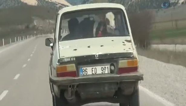 Sarıkızın toros ile yolculuğu